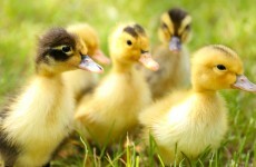 Pictures of genitalia replaced by ducklings and dolphins in Turkish schoolbooks