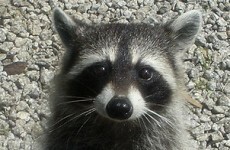On-the-run raccoon taken into police custody