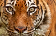 That tiger is still on the loose near Paris
