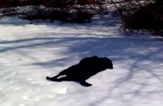 Dog body slides in the snow, demonstrates how to live your best life
