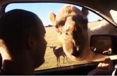 Sassy camel has no boundaries, steals food from tourist's car