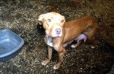 Man jailed and banned from keeping animals over cruelty to dogs