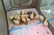 "There are lots of other chicks out there": Guy sends ex-girlfriend 15 baby chicks to prove he's moved on