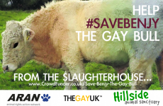 You can help save Benjy the gay bull from the slaughterhouse