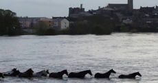 Rescuers mount daring mission to save horses from rising river