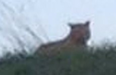 That tiger on the loose in Paris is 'probably just a big cat'