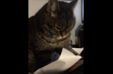 One cat's beautiful love affair with a piece of paper