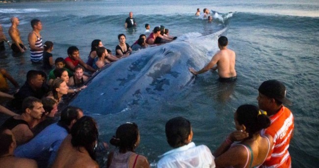 In pics: Tourists and residents try to save massive stranded whale on Nicaragua beach