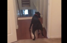 This dog is afraid of doorways, so he walks in backwards