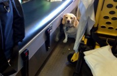 Dog hitches ride on side of ambulance after 85-year-old owner taken ill