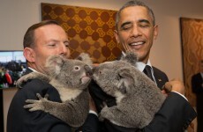 Ah lads, the koala pictures...