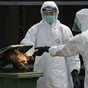 Remember bird flu? It's back and it's in Britain