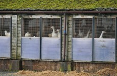 Bird flu has hit Germany, the Netherlands and now the UK...are we next?