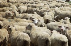 Student had sex with sheep because he was 'stressed'