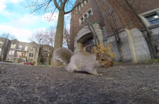 Squirrel steals GoPro, becomes the next Martin Scorsese