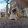 Squirrel steals GoPro, becomes the next Martin Scorsese