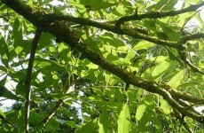 Tipperary man jailed for stealing ash trees from Declan Ganley