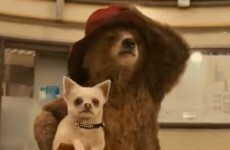 The new Paddington Bear film received a PG rating for 'mild sex references'