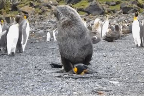 Seal Pack Rape Sex Video - Seals are having sex with penguins - and there are videos to prove it