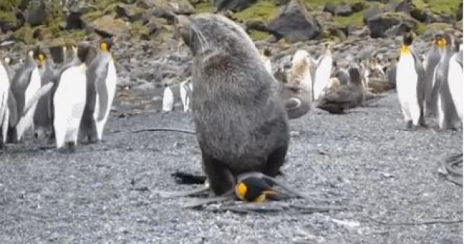 Seals are having sex with penguins - and there are videos to prove it
