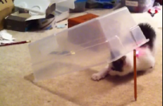 It's almost too easy to catch a cat....