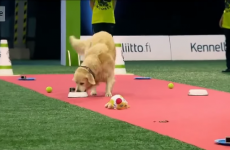 Watch this golden retriever hilariously fail an obedience test