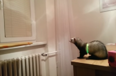 You're definitely going to root for this little ferret taking a leap of faith