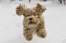 Own a pet? Here are some tips for keeping them safe in bad weather