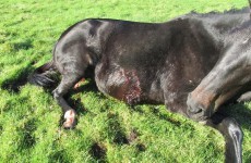 Horses shot and left for dead on Cork/ Limerick border