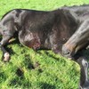 Horses shot and left for dead on Cork/ Limerick border