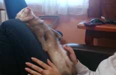 Stop what you're doing and watch this ferret literally 'falling' asleep