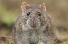There's an outbreak of the bubonic plague in Madagascar