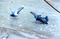 Very confused pigeons try to walk on ice