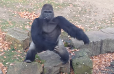 Watch this giant gorilla get his own back on Irish tourists (NSFW)