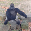 Watch this giant gorilla get his own back on Irish tourists (NSFW)