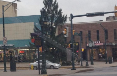 Is this the world's saddest council Christmas tree?