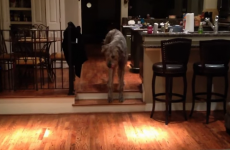 Walter the giant Irish wolfhound conquers his fear of two tiny steps