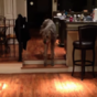 Walter the giant Irish wolfhound conquers his fear of two tiny steps