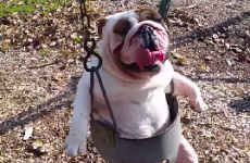 Happiest bulldog in the world has the time of his life on a swing