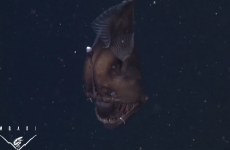 Here is a rare video of a deep sea anglerfish (and it is pure nightmare fuel)