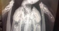 Buzzard shot and left for dead in Westmeath