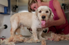 Homeless dog's incredible transformation captured in time lapse video