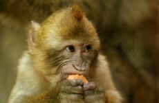 Turns out eating late at night is not as bad as everyone says it is