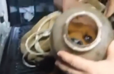 Family saves puppy with jug stuck on its head for two months