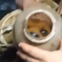 Family saves puppy with jug stuck on its head for two months