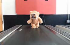 Just a dog, wearing a teddy bear costume, running on a treadmill