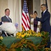 "Some might call this amnesty" ... Obama pardons two turkeys from their terrible and delicious fate