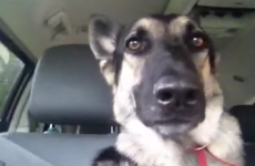 Flo-Rida loving dog shows off his exceptional talent for ear-dancing