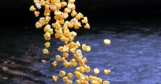 How to... Stage a duck race