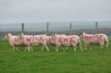 Farmer proposes with sheep, proves to us all that romance isn't dead